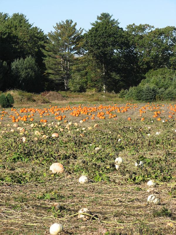 2008-10-11_Tiverton_Trustom 007.jpg